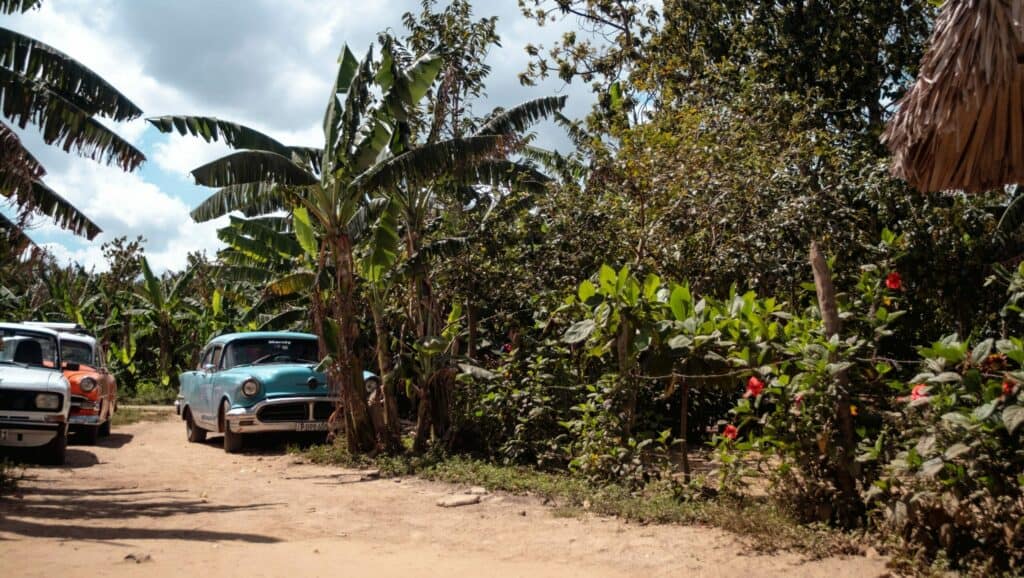 Oldtimer warten in Natur Kuba